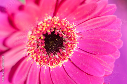 Bouquet of purple gerberas  close angle  spring mood  flower background  gift