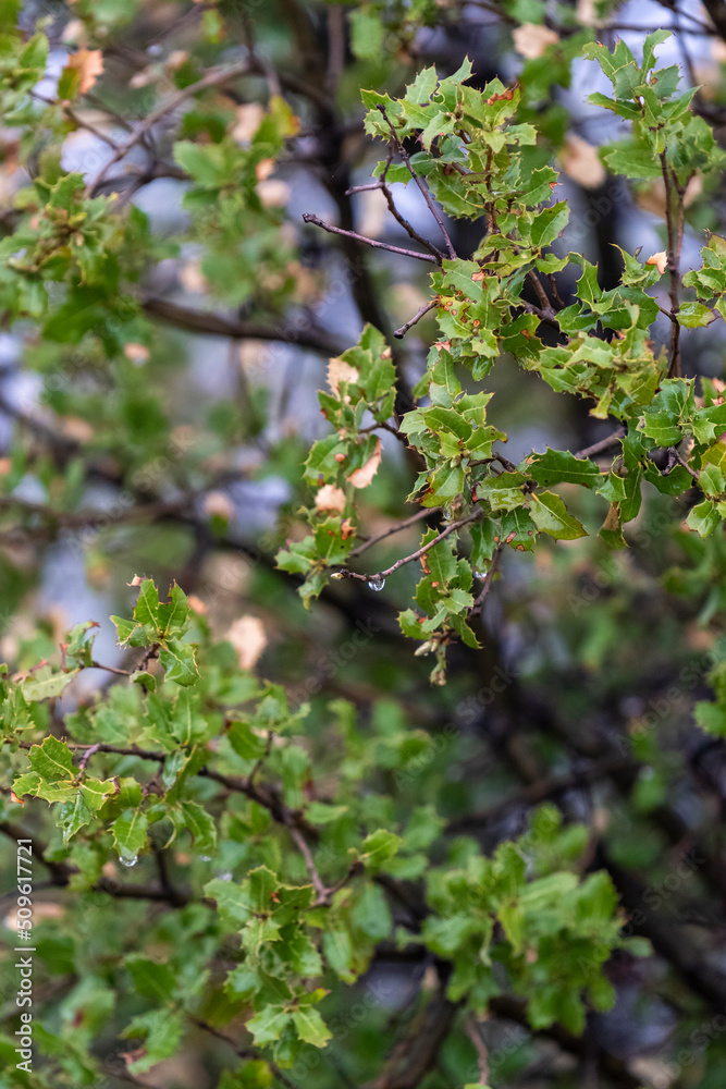 Selective focus shot of thorny bush.