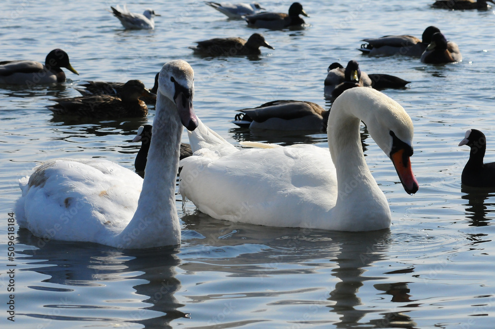 Fototapeta premium Birds of Ukraine. Swans, gulls and ducks - wintering waterfowl in the Black Sea