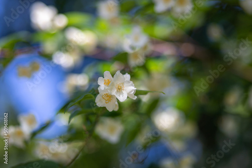 Close up of jasmine flowers in a garden.