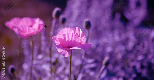 Large pink poppies on a background of green leaves.