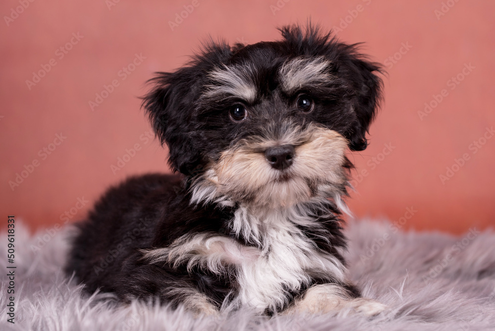 cute puppy of Havanese dog