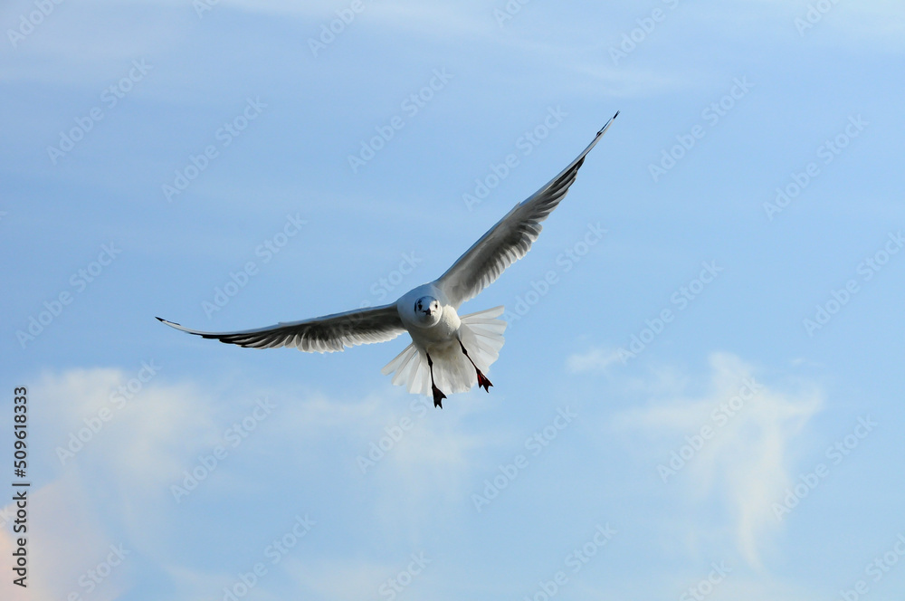 Birds of Ukraine.Gulls fly against the blue sky. Wintering waterfowl Birds of Ukraine.Gulls fly against the blue sky. Wintering waterfowl
