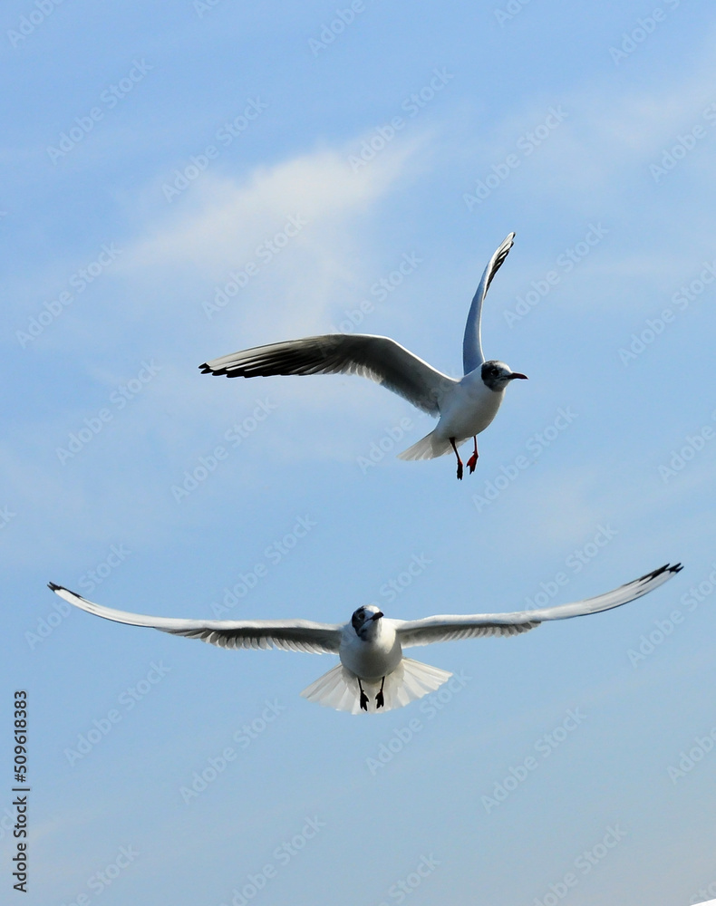 Birds of Ukraine.Gulls fly against the blue sky. Wintering waterfowl Birds of Ukraine.Gulls fly against the blue sky. Wintering waterfowl