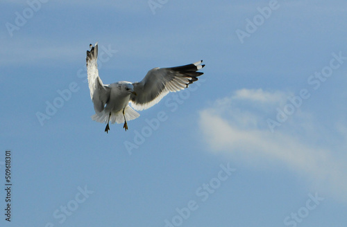 Birds of Ukraine.Gulls fly against the blue sky. Wintering waterfowl photo