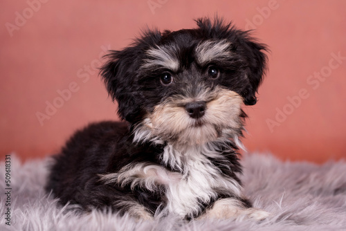 cute puppy of Havanese dog photo