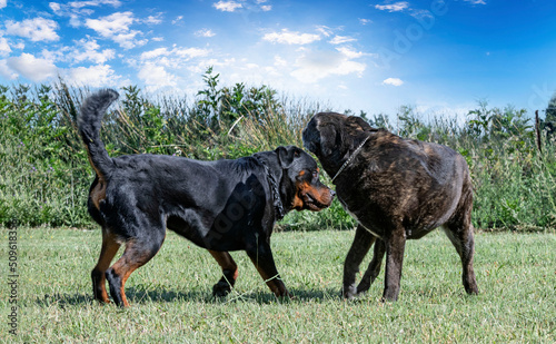 cane corso and rottweiler