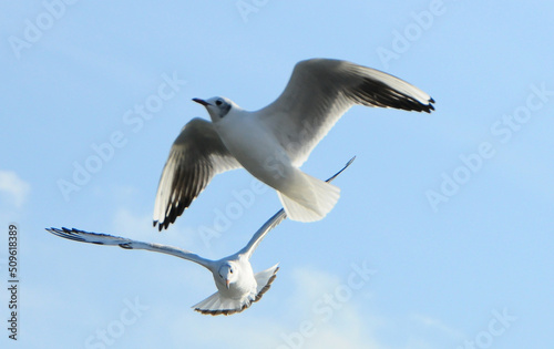 Birds of Ukraine.Gulls fly against the blue sky. Wintering waterfowl