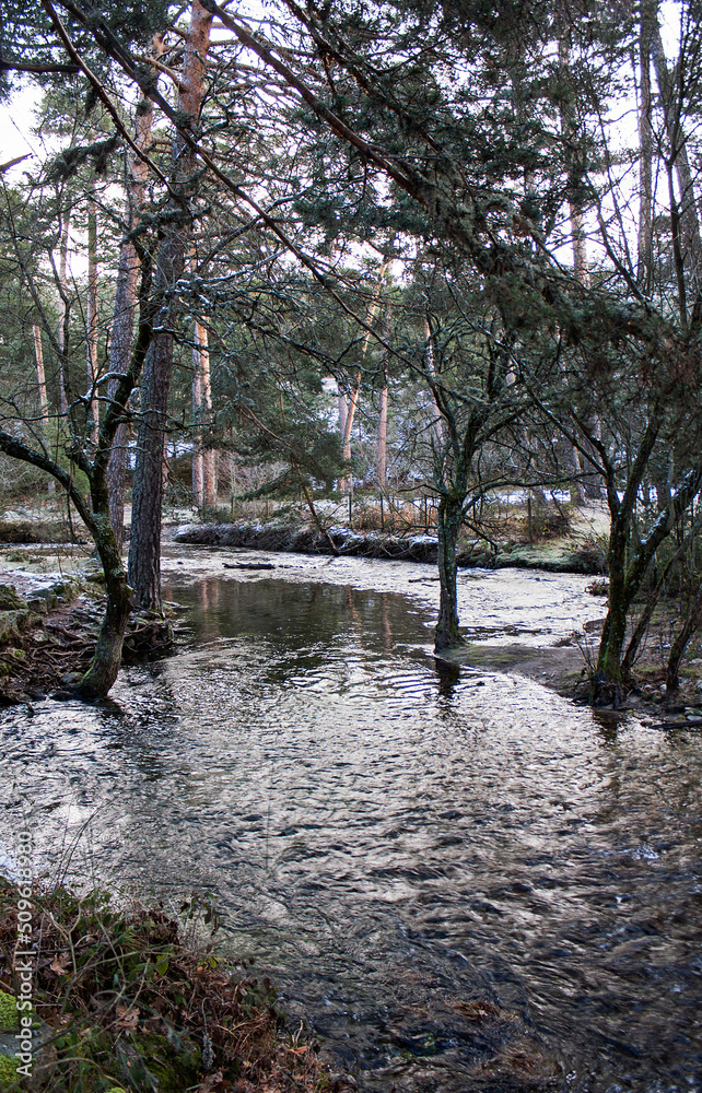 Fototapeta premium Winter landscape, cold day in the forest
