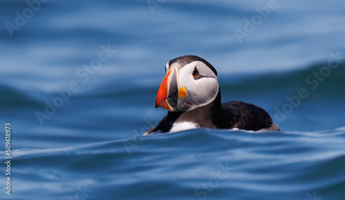 An Atlantic Puffin off the Coast of Maine 