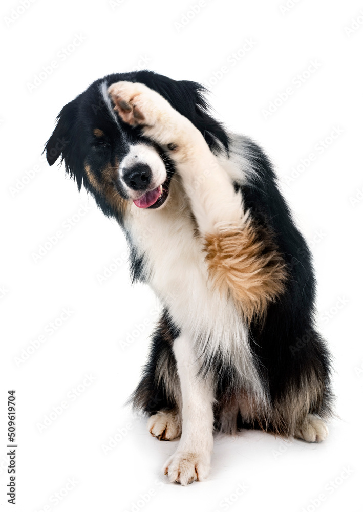 australian shepherd in studio