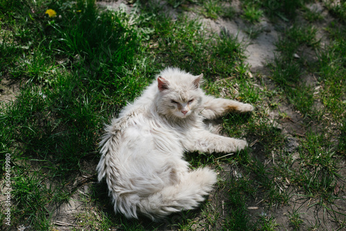 white cat on the grass