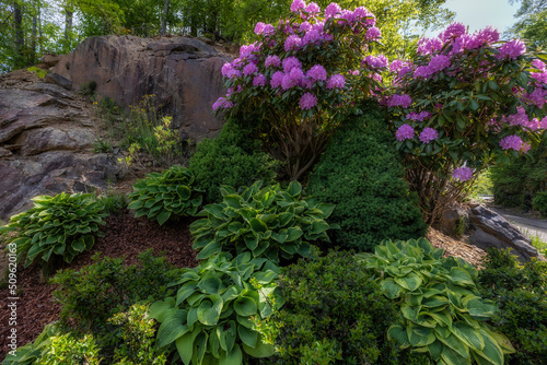 Fototapeta Naklejka Na Ścianę i Meble -  Rhododendron blooming in a shade garden