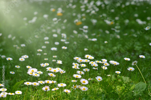 Fototapeta Naklejka Na Ścianę i Meble -  Meadow with blooming white daisies in sunny summer day. Free copy space