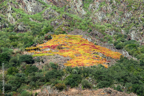 Obraz na plátně Curious bright autumn colored vineyard in the Ribeira Sacra