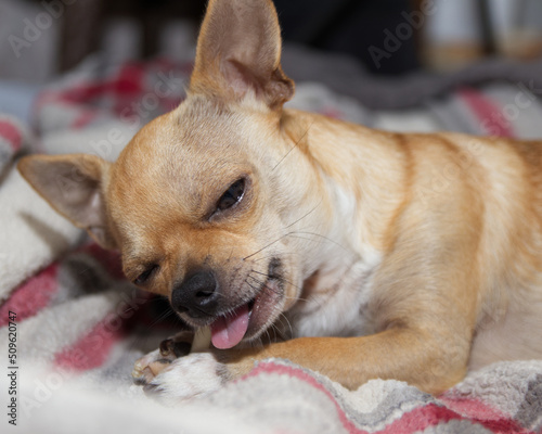 Closeup of a tan chihuahua chewing a natural rawhide. © Cheryl
