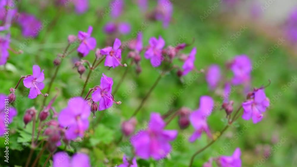 Nice purple summer flowers on field at sunny day, macro nature and flora Nice purple summer flowers on field at sunny day, macro nature and flora