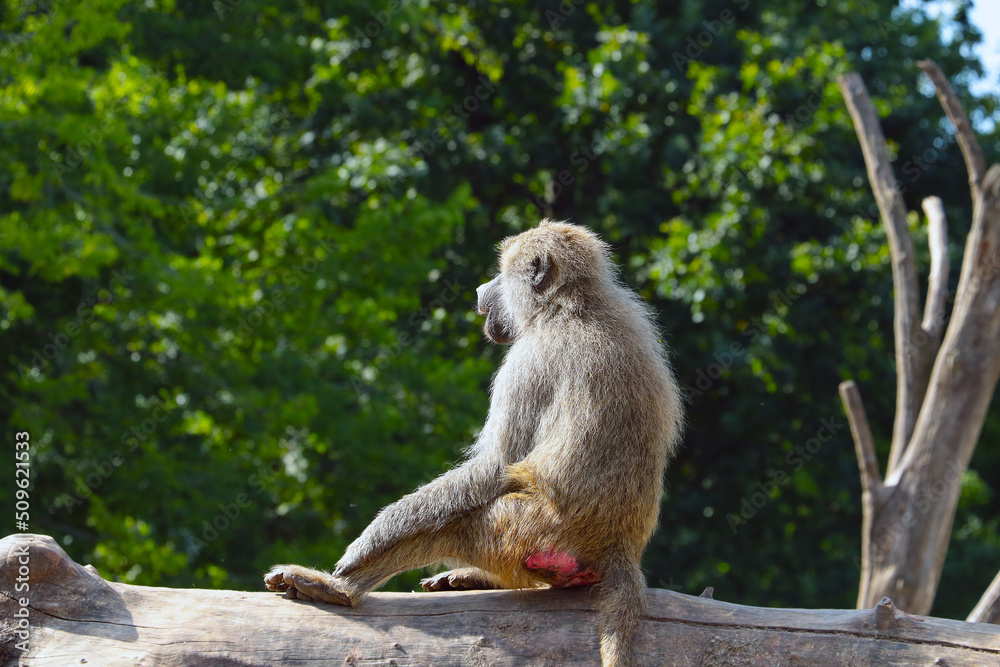 Obraz premium A monkey is sitting on a tree. Wildlife.