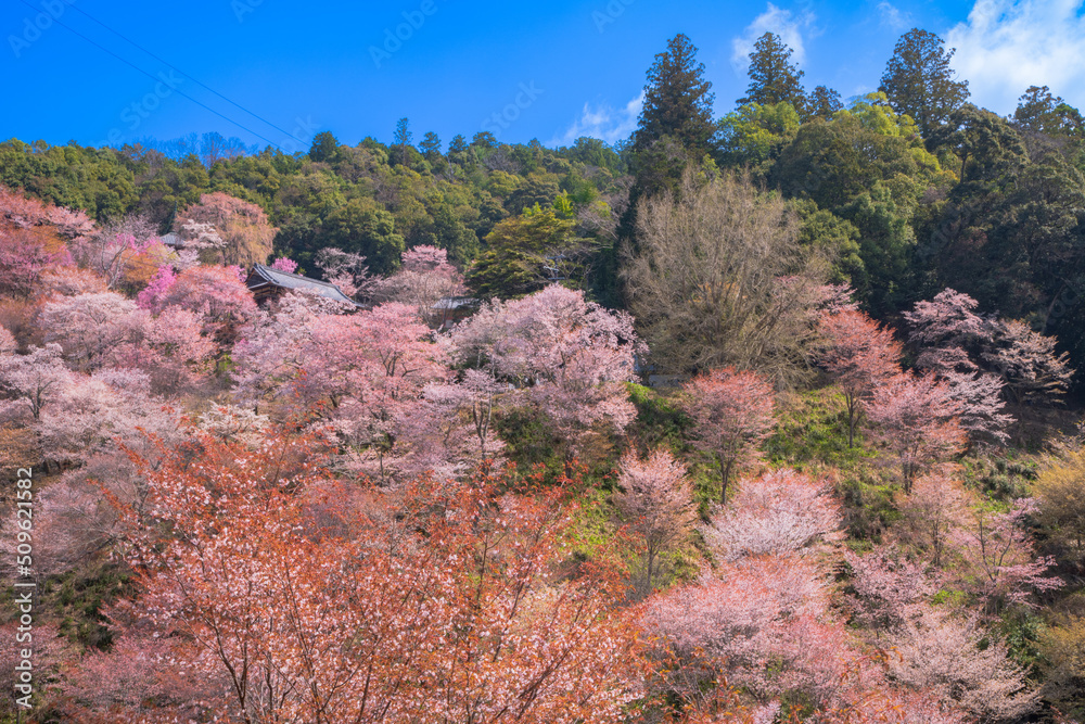 奈良県　世界遺産　吉野山