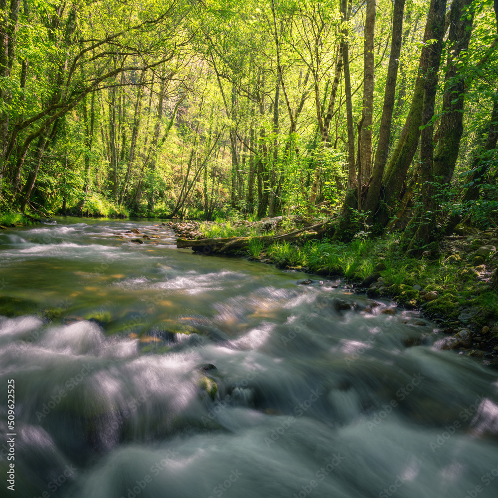 Obraz premium Spring light illuminates the forests and the river