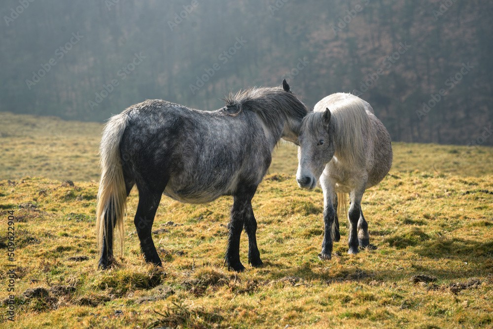 Fototapeta premium Two Galician breed mares play affectionately in a pasture
