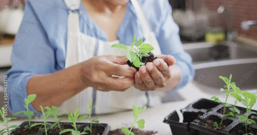 Asian senior woman holding a plant sampling at home