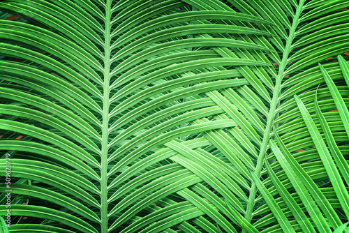 background of tropical green palm
