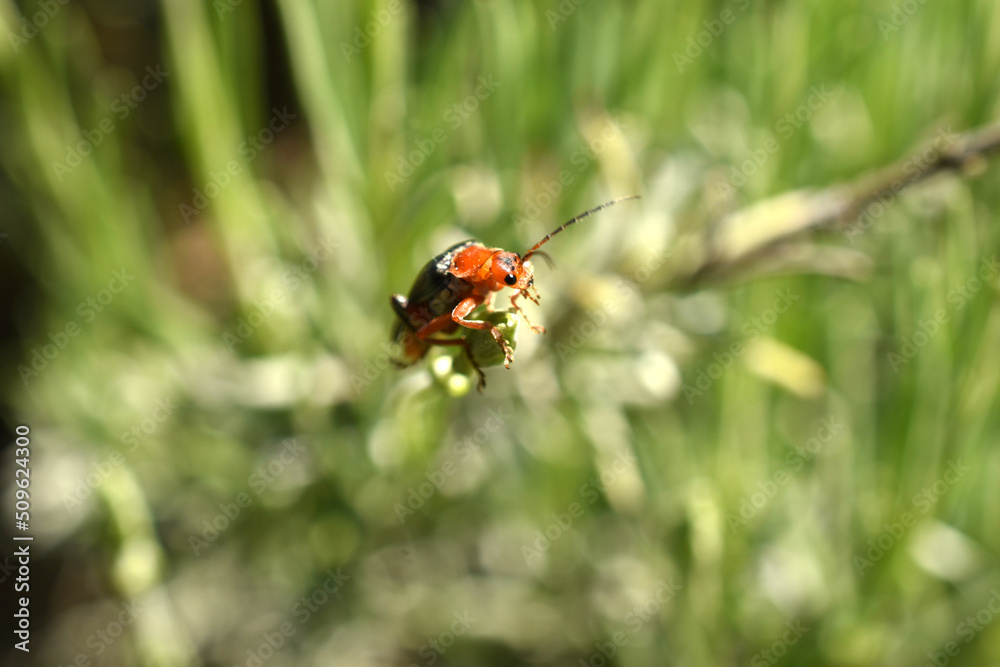 Firefighter beetle looks up while sitting on the grass. Firefighter beetle looks up while sitting on the grass.