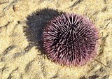 Sea urchins on the beach