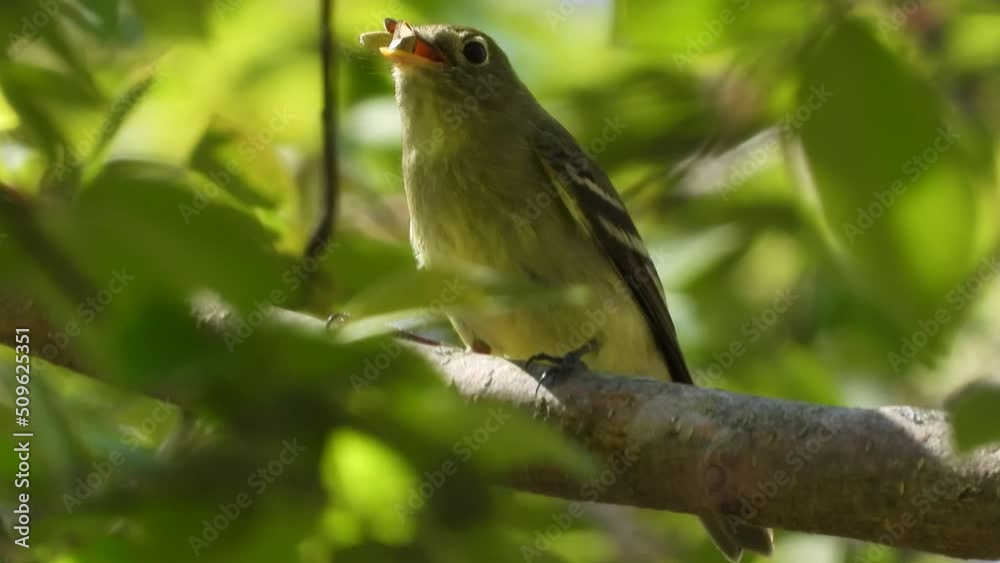 Acadian Flycatcher Eating an Insect, Perched on Tree Branch Acadian Flycatcher Eating an Insect, Perched on Tree Branch