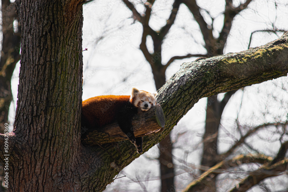 red panda on tree