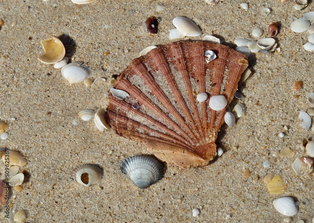 Shell on the beach in the sand Shell on the beach in the sand