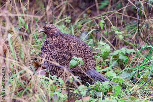 Fototapeta A dark female melanistic mutant common pheasant hen hidden in undergrowth