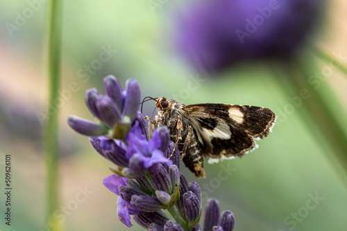 noctuelle photo