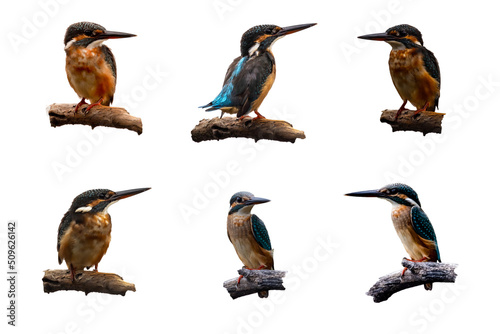 Common Kingfisher (Alcedo atthis) perching on tree branch photo set isolated on white background. photo