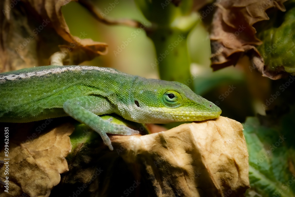 Incredible detail of green lizard resting on decaying leaf Incredible detail of green lizard resting on decaying leaf
