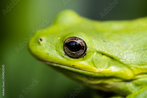 Close up detail of green frog with gold eyes