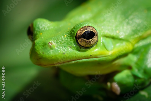 Close up detail of green frog with gold eyes
