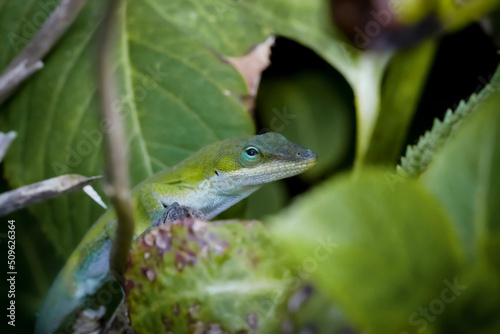 Close up of great detail of a green lizard on a branch