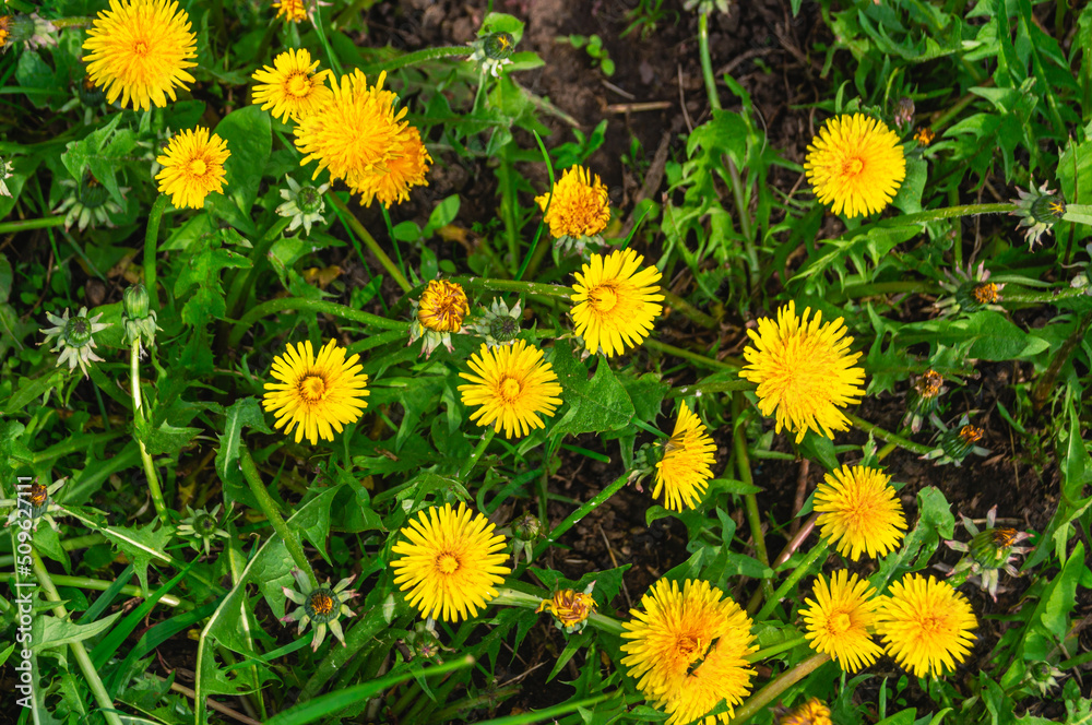 Dandelion (Latin Taraxacum) is a genus of perennial herbaceous plants of the Asteraceae family. Yellow wildflowers in the countryside. Dandelion (Latin Taraxacum) is a genus of perennial herbaceous plants of the Asteraceae family. Yellow wildflowers in the countryside.