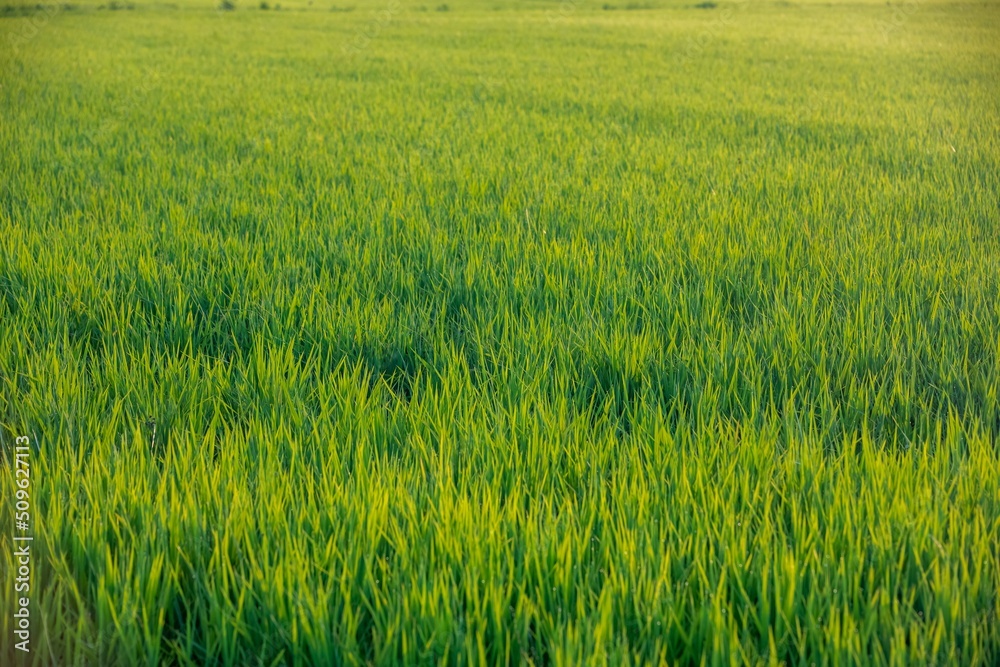 Rice fields at sunset in Comporta, Portugal Rice fields at sunset in Comporta, Portugal