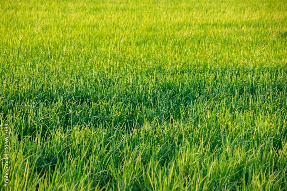 Rice fields at sunset in Comporta, Portugal