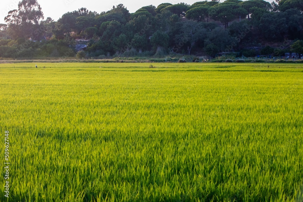 Rice fields at sunset in Comporta, Portugal
