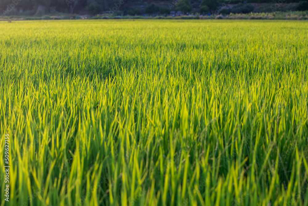 Rice fields at sunset in Comporta, Portugal