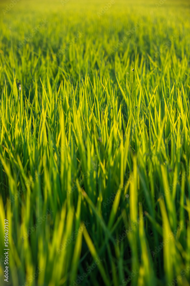 Fototapeta premium Rice fields at sunset in Comporta, Portugal