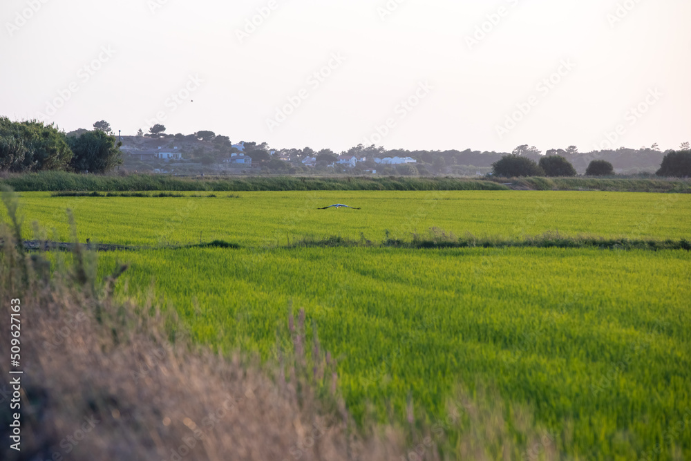 Rice fields at sunset in Comporta, Portugal Rice fields at sunset in Comporta, Portugal