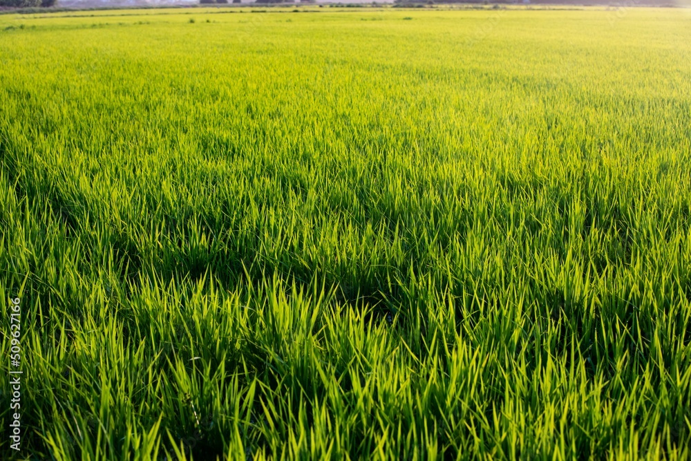 Rice fields at sunset in Comporta, Portugal Rice fields at sunset in Comporta, Portugal