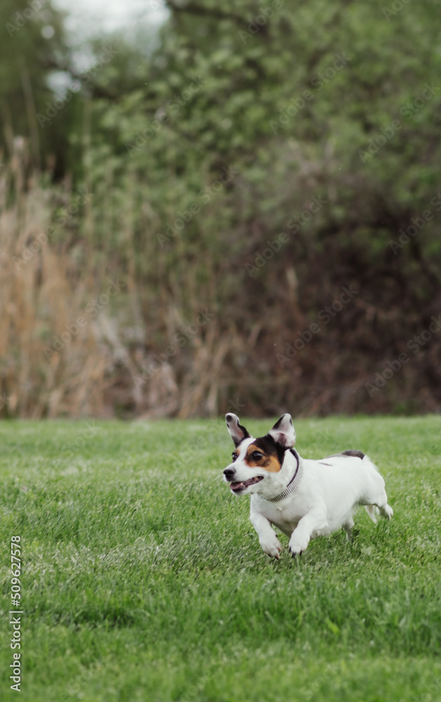 Jack Russell Jack Russell