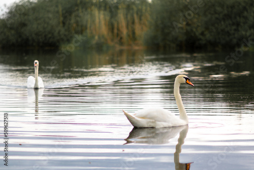 Fototapeta Naklejka Na Ścianę i Meble -  Swarn
