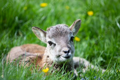Obraz na plátně Portrait of a mouflon cub in a green meadow